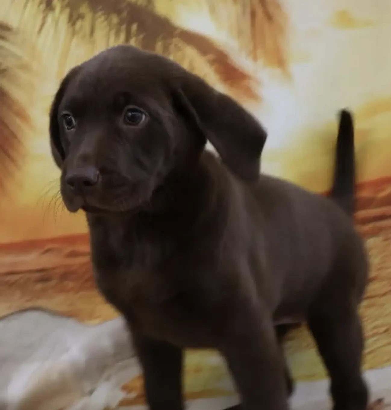 puppies petland New Puppies